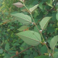 Melochia nodiflora Sw.